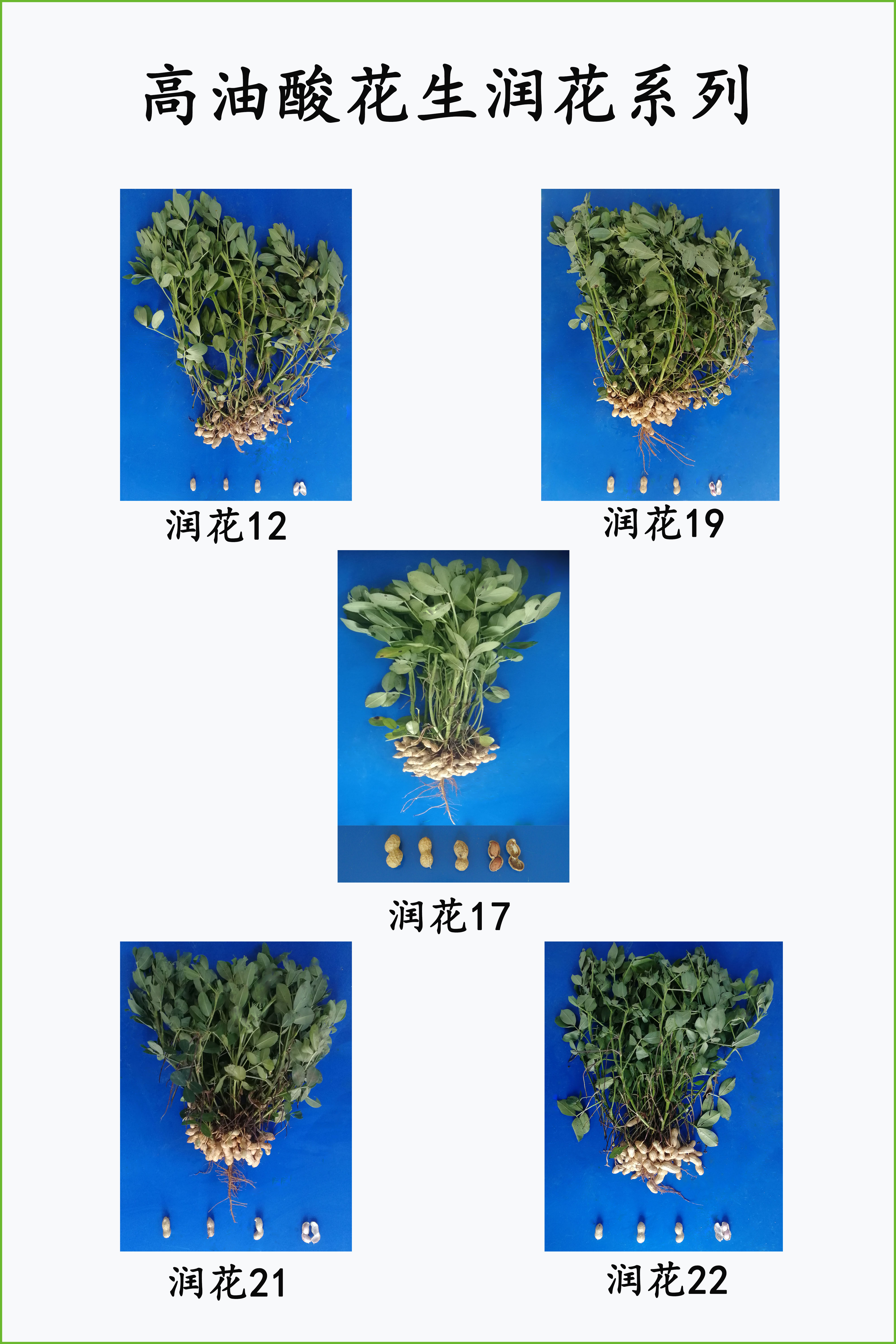 高油酸花生润花系列.jpg